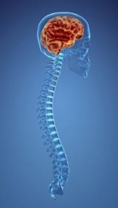 Illustration showing a brain and spine